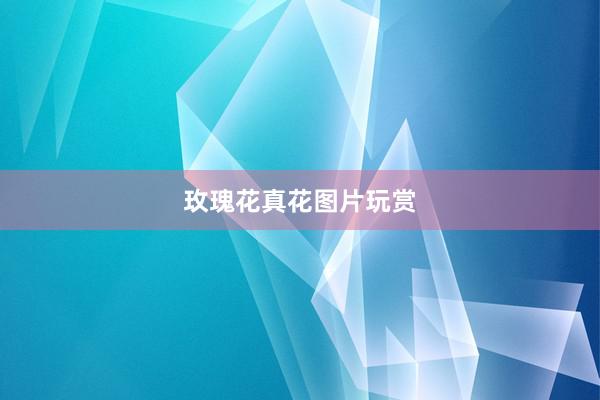 玫瑰花真花图片玩赏